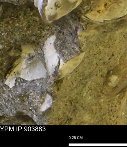 Corbulamella?