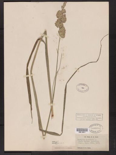 Dactylis glomerata