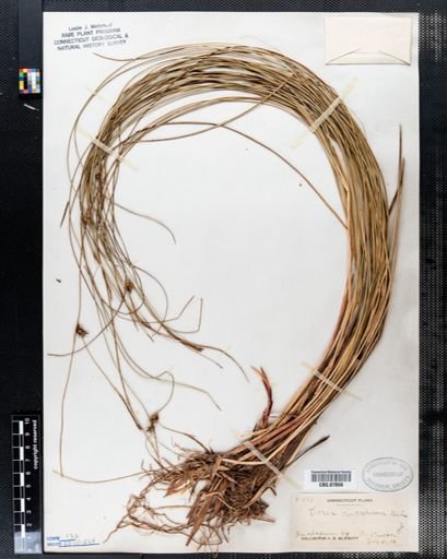 Carex oligosperma