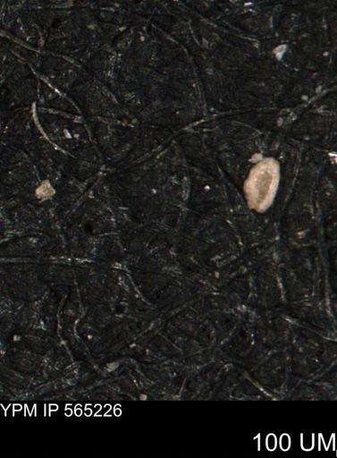 Spirolocammina planula