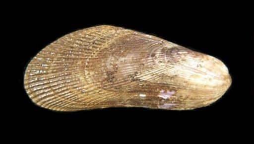 Geukensia demissa