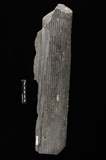 Sigillaria?