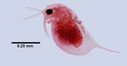 Daphnia