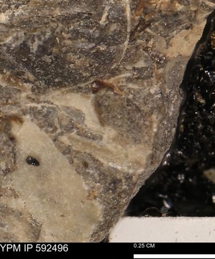 undet. Mollusca