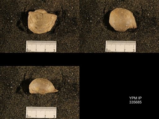Linoproductus prattenianus