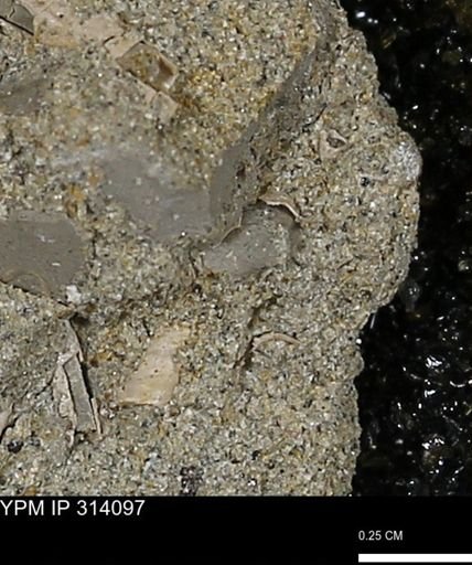 undet. Scaphopoda