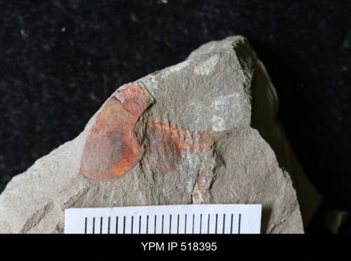 Chelicerata