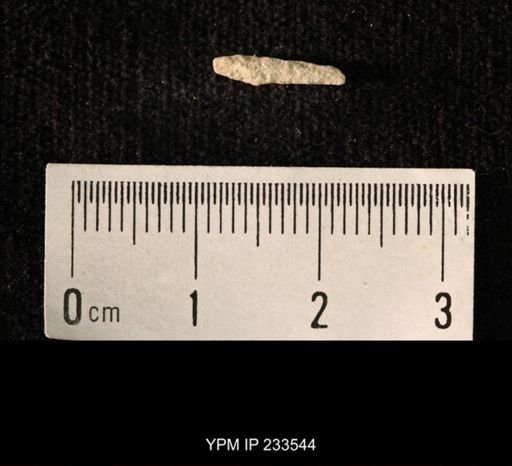 Archaeocidaris sp.