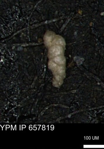 Verneuilinoides kansasensis