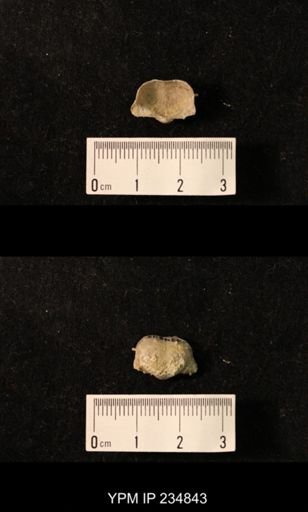 Marginifera wabashensis var. armata