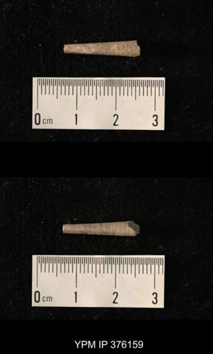 Pseudorthoceras knoxense