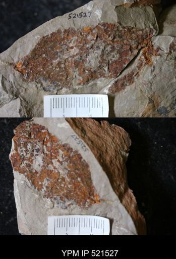undet. Eocrinoidea