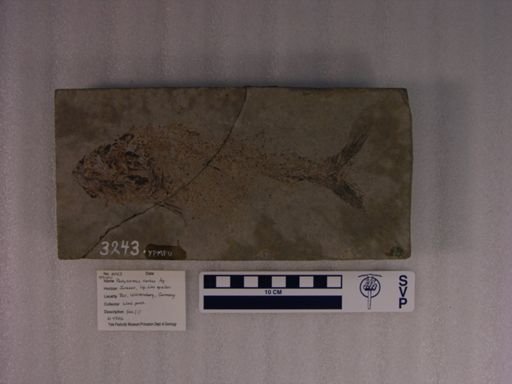 Pachycormus curtus