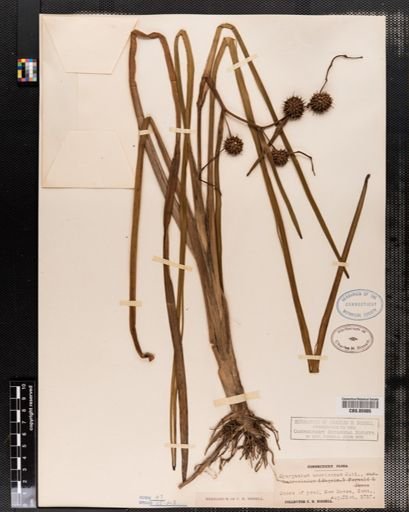 Sparganium americanum