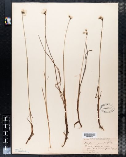 Eriophorum gracile