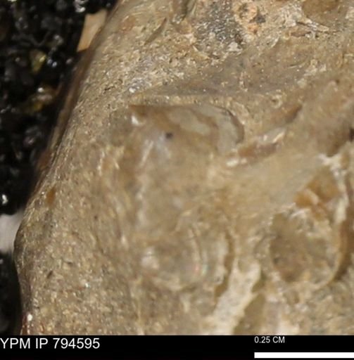 Protocardia subquadrata