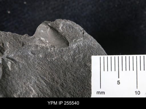 Bivalvia
