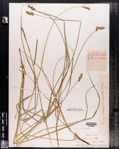 Carex normalis