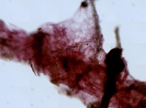 Dysidea sp.