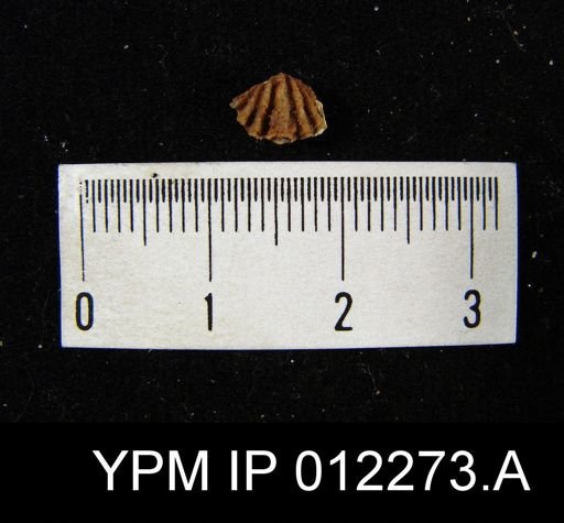 Spiriferina hilli