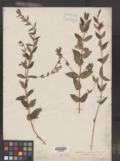 Scutellaria epilobiifolia