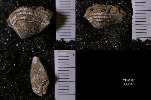 Corbula perundata