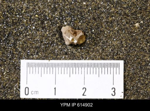 Dentalium?