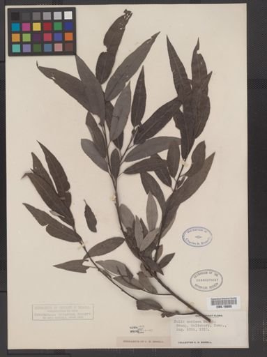 Salix sericea
