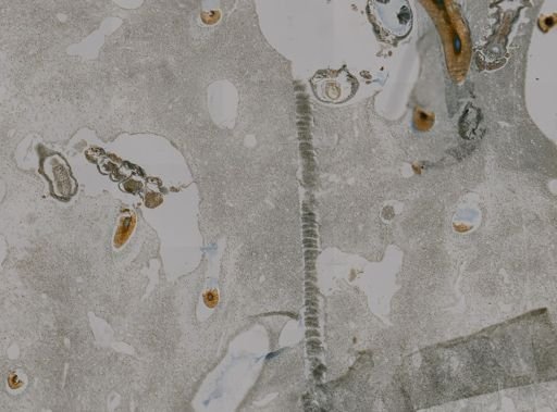Verongia fistularis