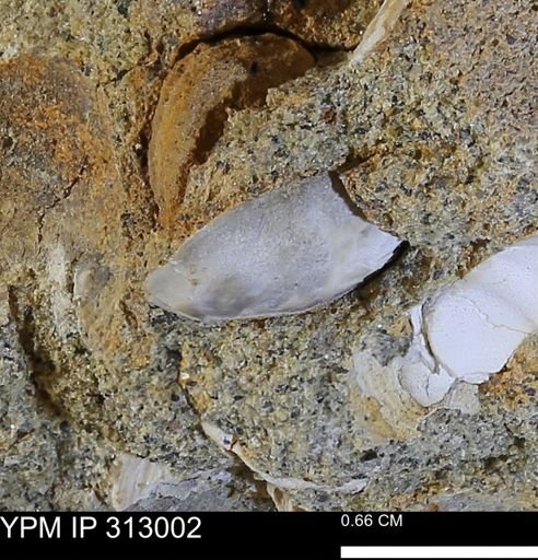 undet. Bivalvia