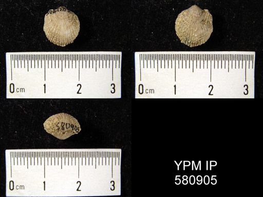 undet. Atrypidae