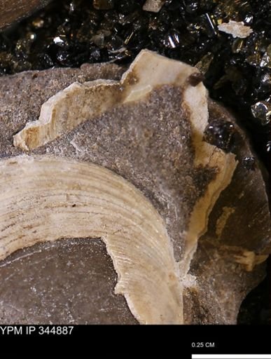 Limopsis striatopunctatus