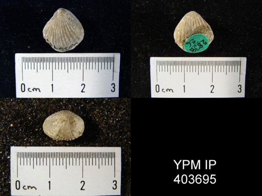 Rhynchospira formosa