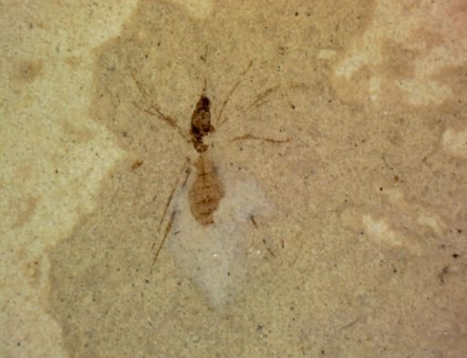 undet. Hexapoda