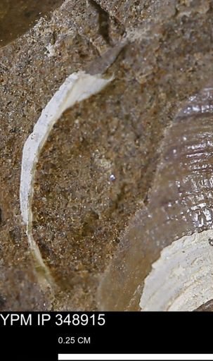 undet. Mollusca
