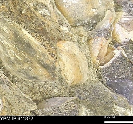 Protocardia sp.