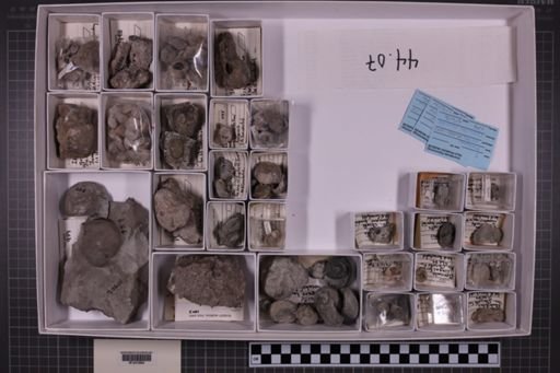 mixed taxa, stratigraphic collection