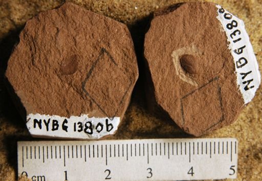 Carpites sp.