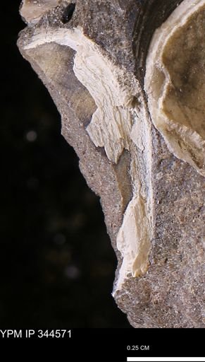 undet. Mollusca