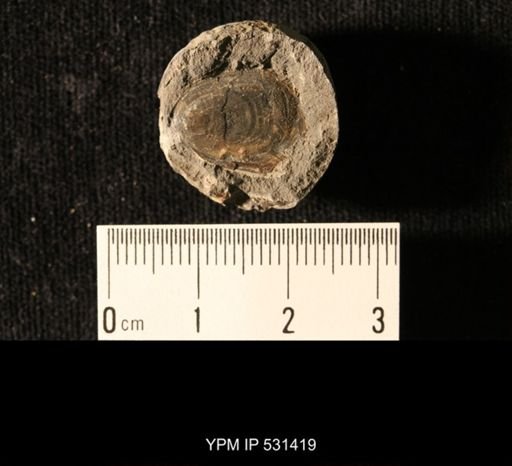 Lingula squamiformis