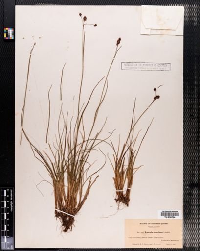Luzula confusa