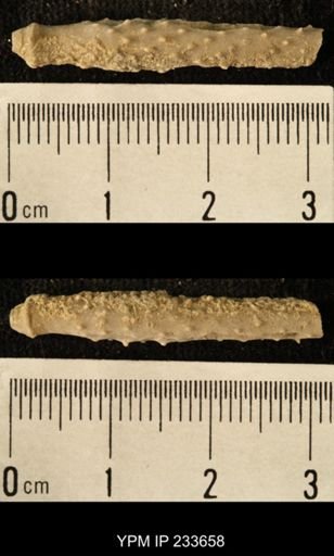 Archaeocidaris sp.