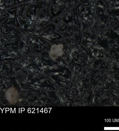 undet. Foraminiferida