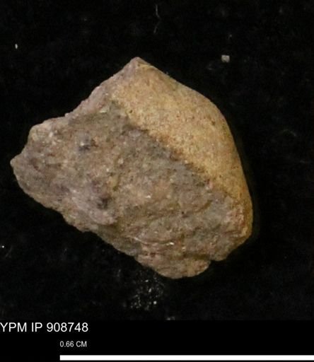 undet. Mollusca
