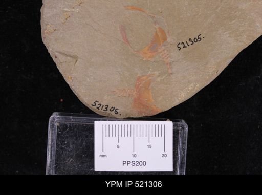 Cothurnocystis sp.