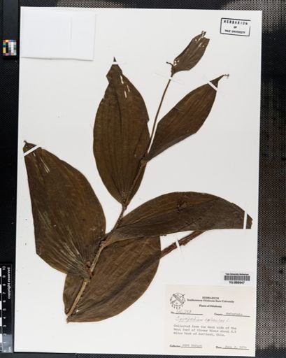 Plantae