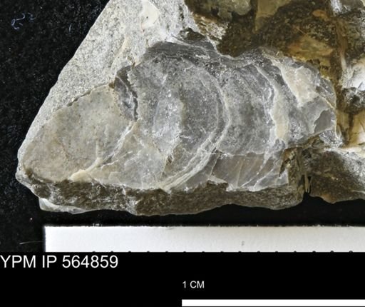 Phelopteria linguaeformis