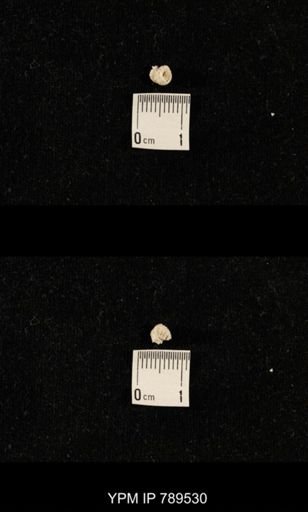 undet. Bryozoa