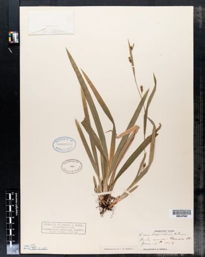 Carex laxiculmis