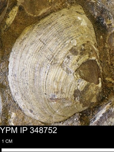 Limopsis striatopunctatus